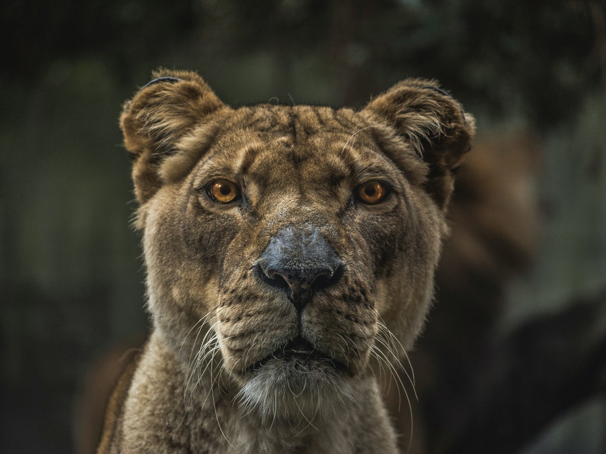 Sociology is dangerous! Why authoritarians and their supporters attack&nbsp;sociology